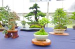 Bonsai Tree National Exhibition 2012